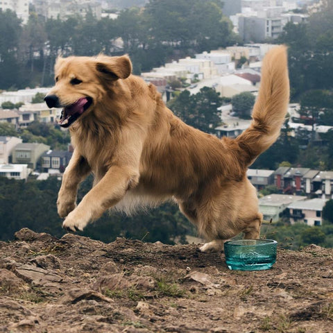 Cubby Mini Bowl, Dog