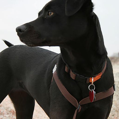 The Original Harness