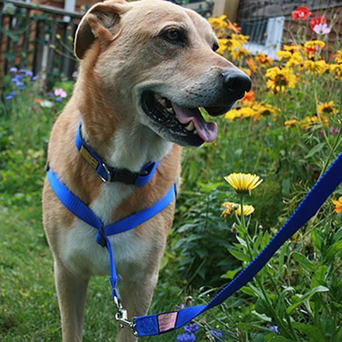 The Sportso Doggo Harness