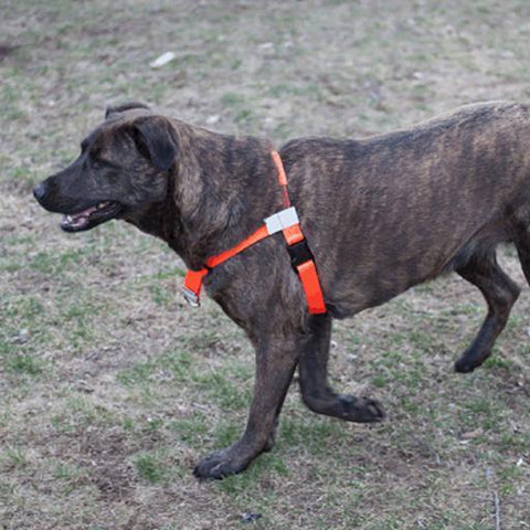 The Sportso Doggo Harness