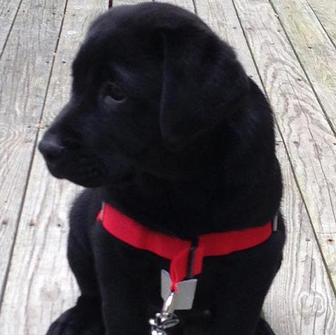 The Sportso Doggo Harness