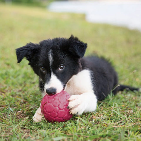 Boz Dog Ball