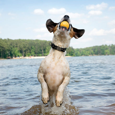 Boz Dog Ball